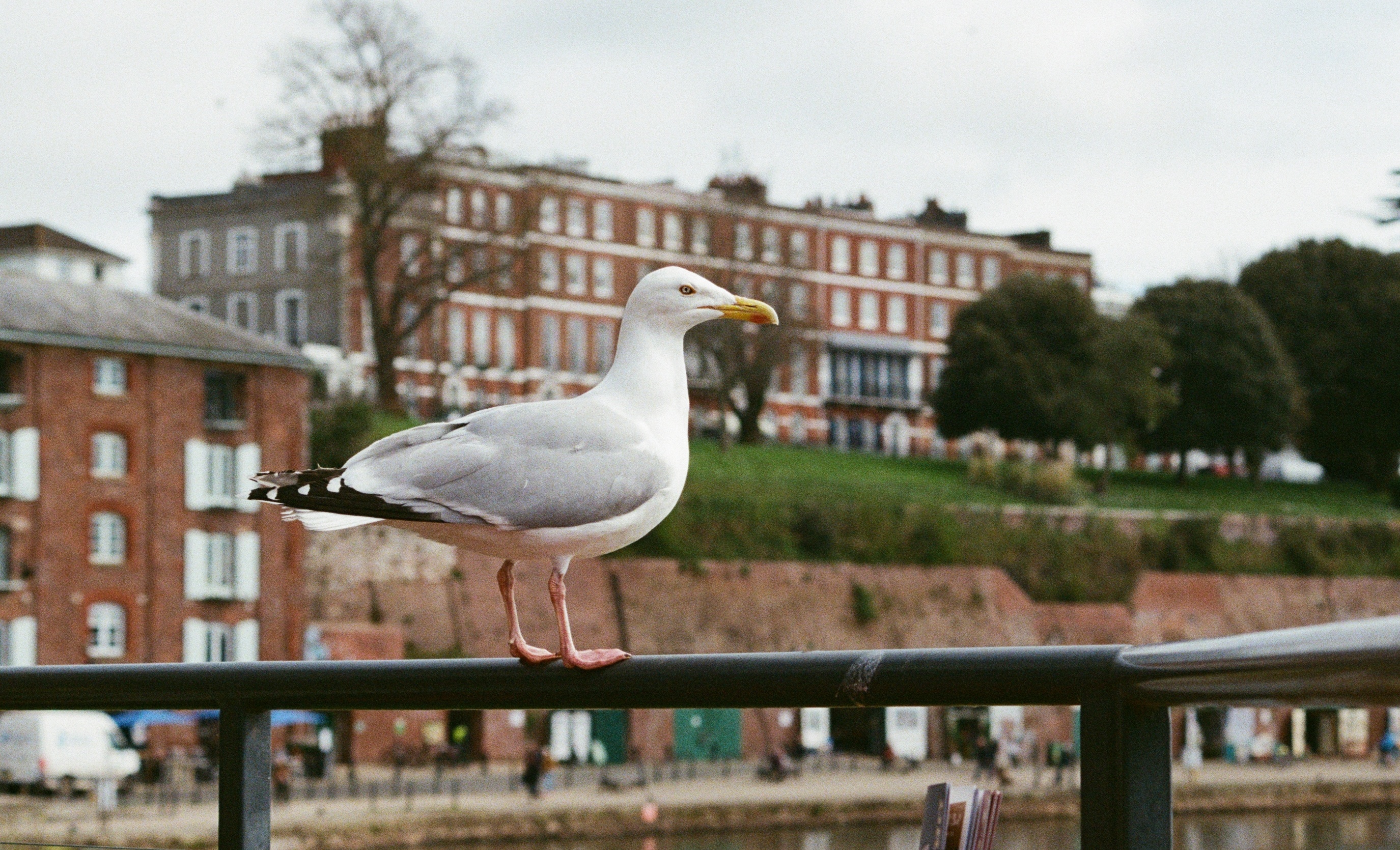 a herring gull on a railing above the exeter quayside